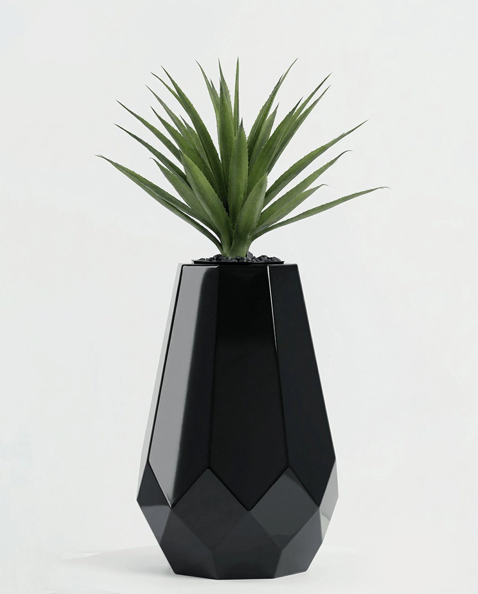 Artichoke Black cactus