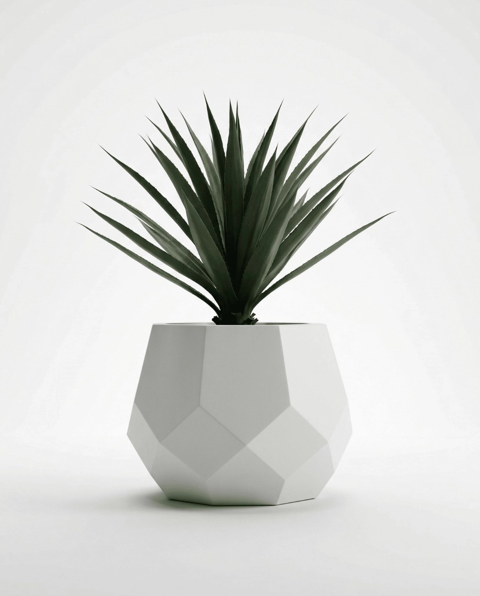 Artichoke cactus Small white