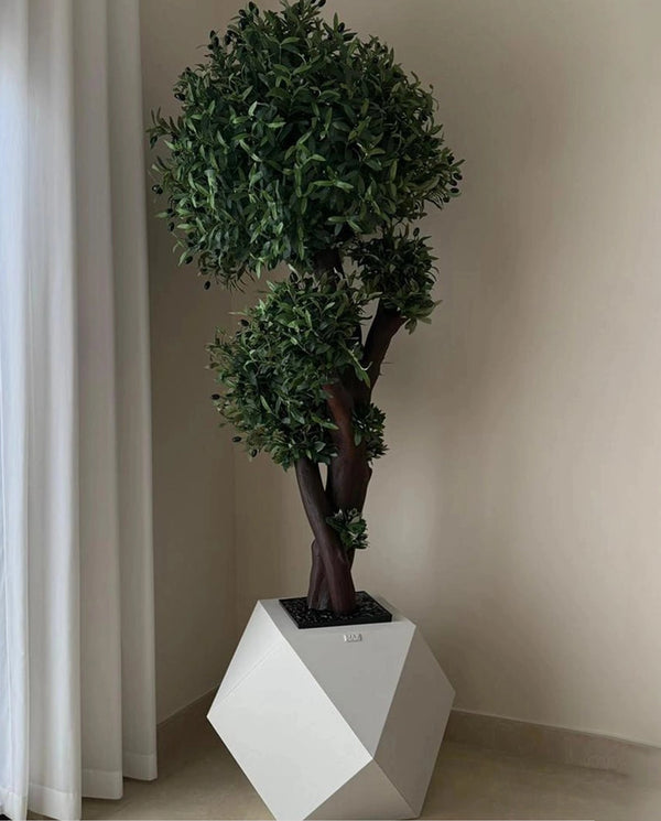 Spanish Olive