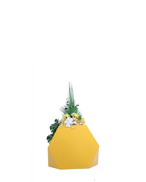 Shams - small