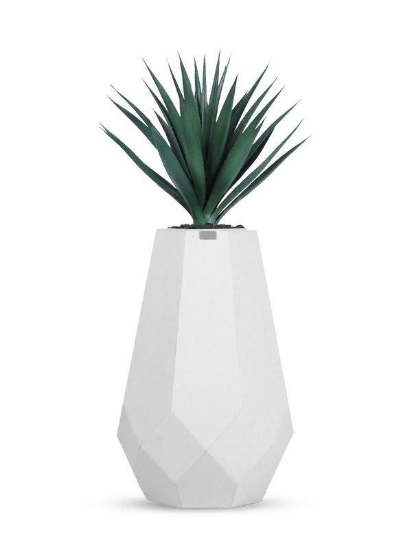Artichoke white cactus