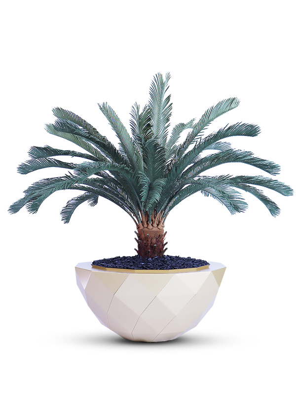 Cycas